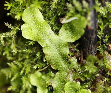 Thalloid liverworts – Floral Finds