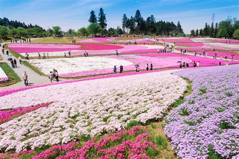 The Chichibu Spring Flower Festival Close to Tokyo - VOYAPON