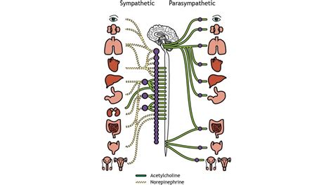 Peripheral Nervous System – Introduction to Neuroscience