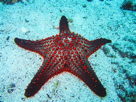 A Colorful Red Cushion Sea Star on Galapagos Islands Stock Image ...