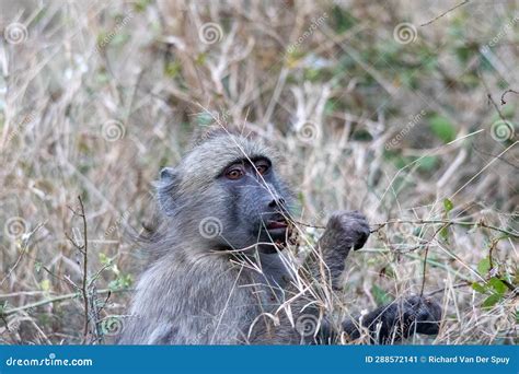 Chacma Baboon Isolated in the Kruger National Park Stock Image - Image ...