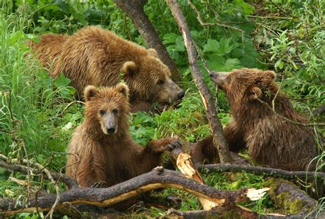 Kodiak brown bear mother and cubs. The Kodiak (Ursus arctos ...