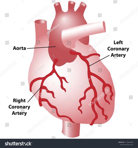 Coronary Arteries Heart Anterior View Including: vector de stock (libre ...