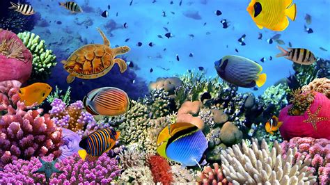 Atlantic Ocean Coral Reefs