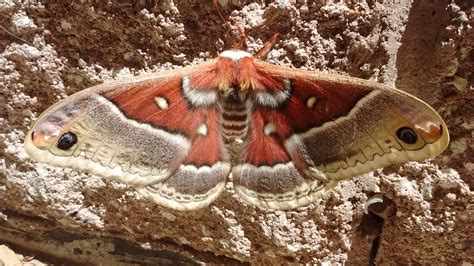 Columbia silkmoth Hyalophora columbia (S.I. Smith, 1865) | Butterflies ...