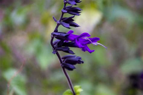 Salvia farinacea: the care you need to take - Global Gardening Secrets