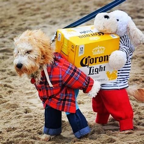 19 Best Dog Costumes for a Howl-ing Good Halloween | BeChewy