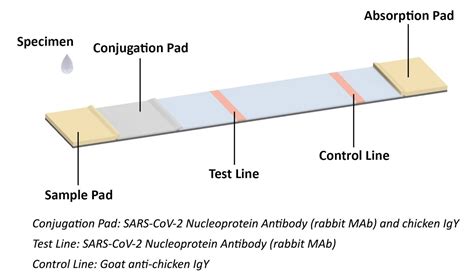 Coronavirus Antigen Rapid Test Kit | Humanity Medical Products Co. Ltd