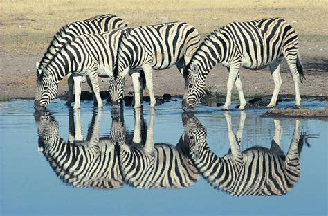 Evolution Explains Zebra Stripes