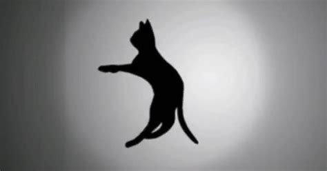 Optical Illusion Of A Spinning Cat Leaves Internet Puzzled