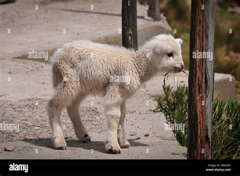 Baby llama in Peru Stock Photo: 65865743 - Alamy