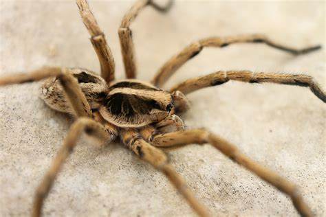 Field Guide to Spiders and Scorpions - Amistad National Recreation Area ...