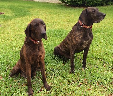 plott hound puppies for sale uk - Simply Gorgeous Site Photography