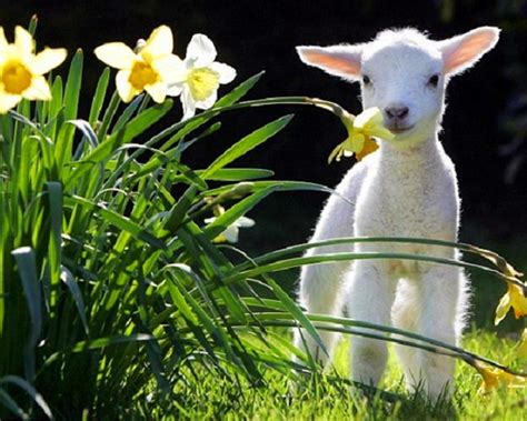 🔥 [50+] Spring Baby Animals Desktop Wallpapers | WallpaperSafari