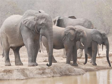 Ghana wildlife safari, 4 days | Responsible Travel