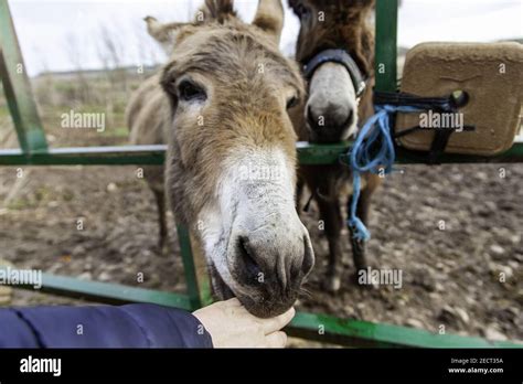 Brown donkey in field, free farm animals, agriculture Stock Photo - Alamy