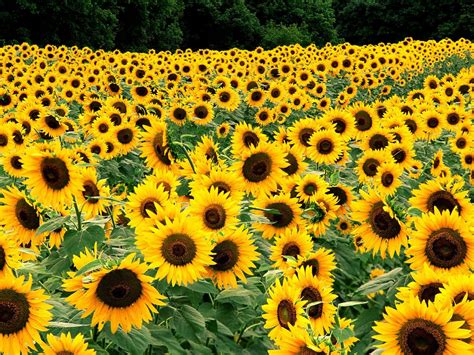 Field of Sunflowers Wallpapers | HD Wallpapers | ID #5677