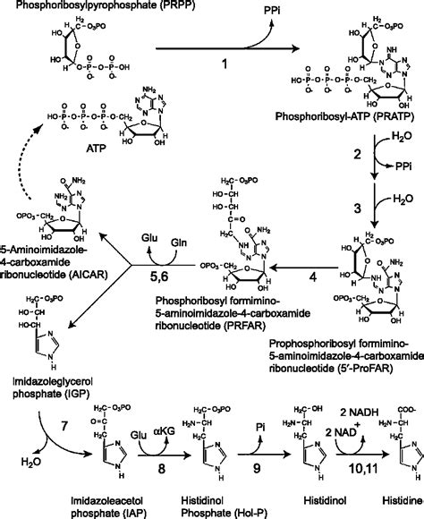 Histidine biosynthesis in plants | Semantic Scholar