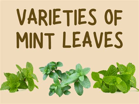 Exploring Varieties of Mint Leaves