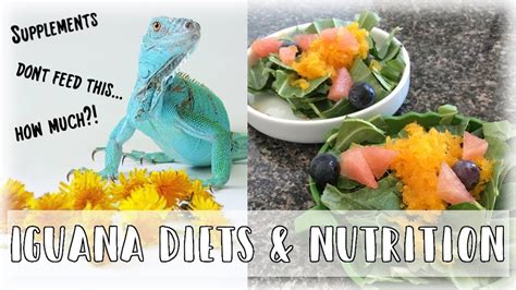 Green Iguana Diets: What To Feed Your Green Iguana (2019) - YouTube