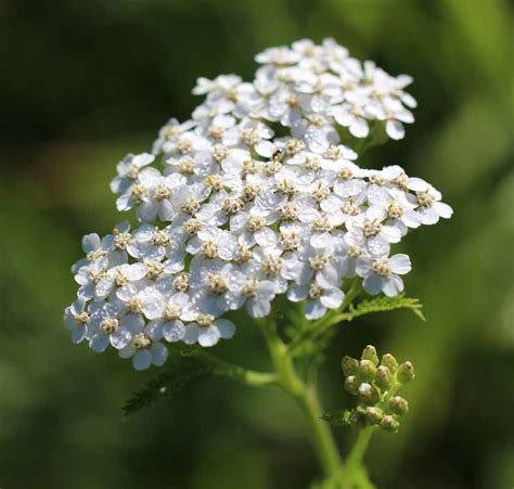 Achillea millefolium, Common Yarrow at Toadshade Wildflower Farm