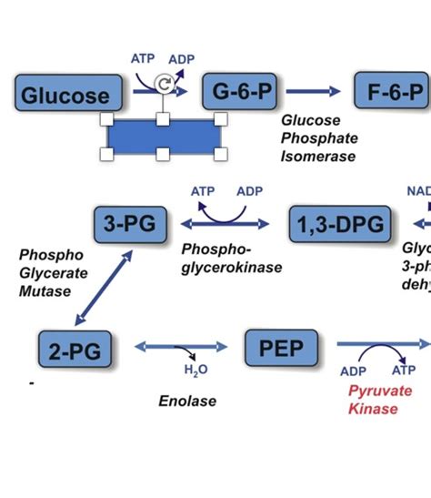 Regulation of carbohydrate metabolism Flashcards | Memorang