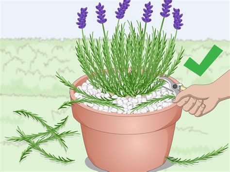 How to Plant Lavender in Pots | Plantas de lavanda, Planta de lavanda ...