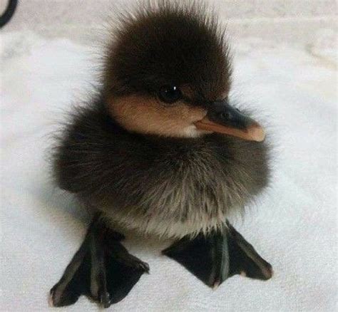 Little swan : aww