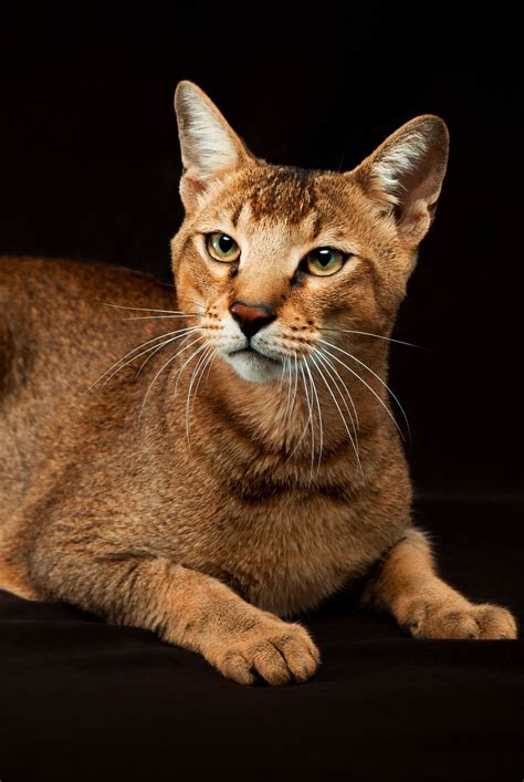 10 Large Cat Breeds You Should Know About | Chausie cat, Large cat ...