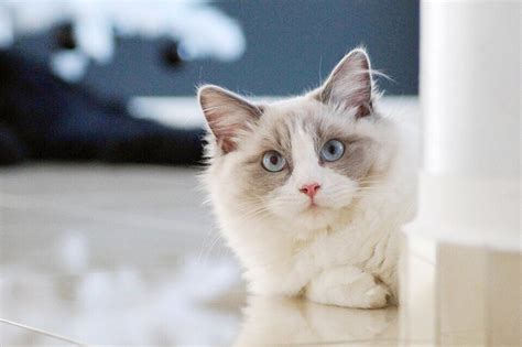 Ragdoll Cat Breed Facts, Photos, and Care Tips | PetHelpful