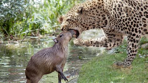 Jaguar Crossing The River To Hunting Capybara - YouTube