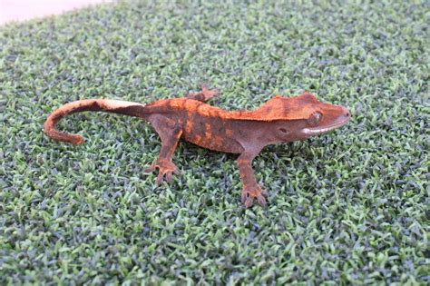 Halloween Crested Gecko by DLC_Cresteds - MorphMarket