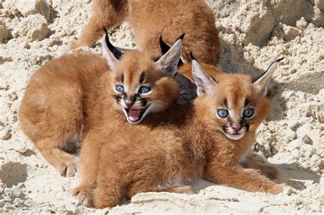 Beautiful Pictures Of Baby Caracals, One Of The Most Gorgeous Cat ...