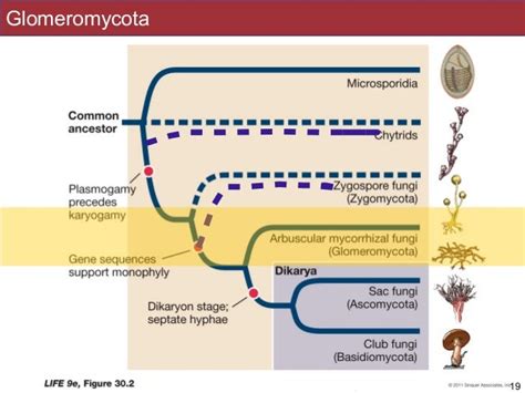 Life Cycle Of Glomeromycota