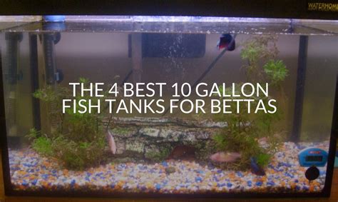 How Many Female Betta Fish In A 10 Gallon Tank - Unique Fish Photo