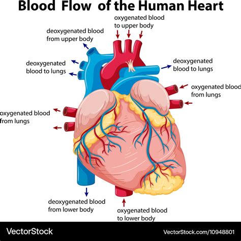 Anatomy Blood Flow Through The Heart Diagram Diagram Media | Images and ...