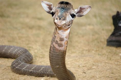 Cobraffe #giraffe #cobra #snake #hybrid #weird | Photoshopped animals ...