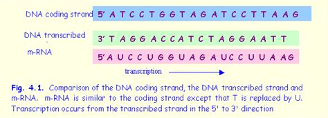 Solved: 23. Transcribe The Following Sequence Of DNA Locat... | Chegg.com