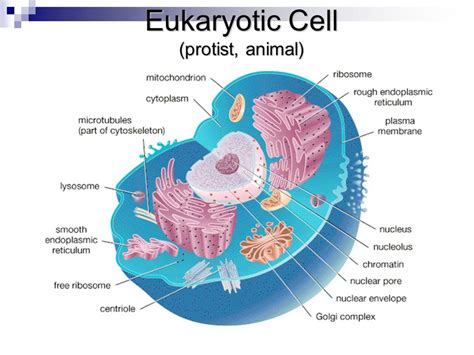 Eukaryotic Cell Diagram 2d