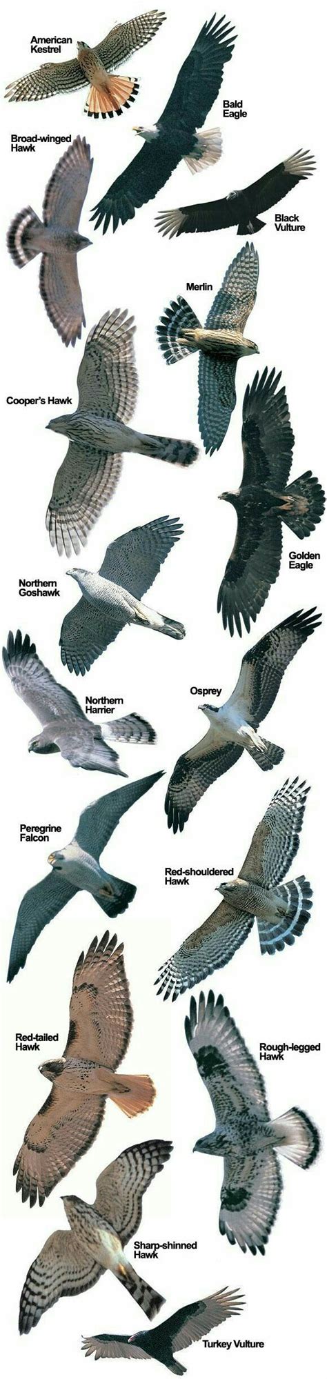 Pin by Jerry Magle on Zoology | Hawk species, Birds of prey, Beautiful ...