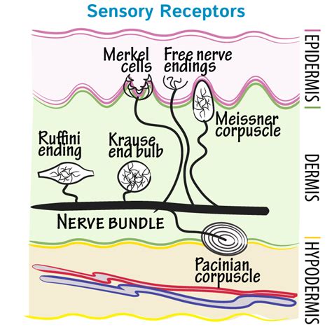 Neuroanatomy Glossary: Sensory Receptors - Nerve Endings | Draw It to ...