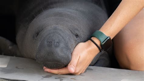 Water quality issues remain a top concern for the Florida manatee