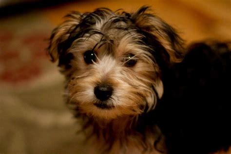 1000+ images about Yorkie-bichon! ️ on Pinterest | Puppys, Yorkie and Pets