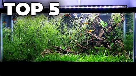 Top 5 Easy Low-Tech Aquarium Plants - YouTube