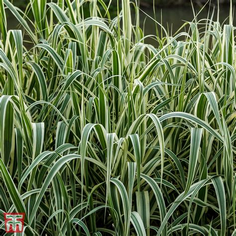 Arundo Donax Variegata | ubicaciondepersonas.cdmx.gob.mx