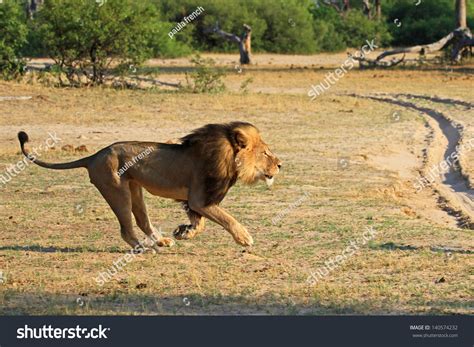 Cecil The Black Maned Lion Running On The Plains In Hwange National ...