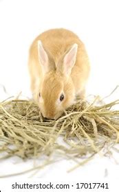 Rabbit Eating Timothy Hay Grass Stock Photo 17017741 | Shutterstock