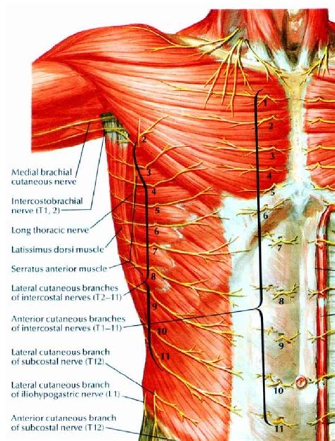 Superficial nerves of the thoracic region - Netter