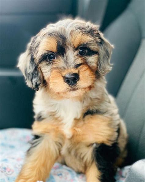 Miniature Aussiedoodle (Australian Shepherd & Poodle Mix) - Puppy # ...