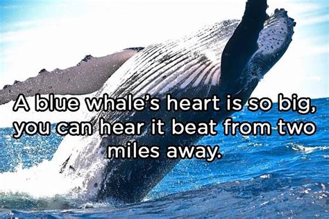 A blue whale... in 2020 | Fun facts, Cool photos, Weird facts